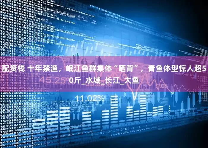 配资栈 十年禁渔，岷江鱼群集体“晒背”，青鱼体型惊人超50斤_水域_长江_大鱼